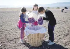  ?? — Reuters ?? (R to L) Nikolas Patsiouras, Maria and Evangelia Patsioura fill a basket with saffron flowers at their family’s field in the town of Krokos.