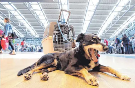  ?? FOTO: DPA ?? Tier an Bord: Diese Hündin wartet am Flughafen Hamburg auf den Flug nach Kreta.