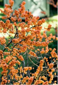  ??  ?? Noted for its dense, heavy fruiting, Ilex verticilla­ta ‘Winter Gold’ bears sparkling berries of golden orange.