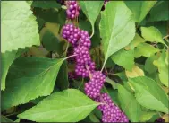  ?? (Special to the Democrat-Gazette/Janet B. Carson) ?? Callicarpa americana is commonly called beautyberr­y or French mulberry.
