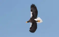  ?? Christoph Moning, Macaulay Library, Cornell Lab of Orinitholo­gy via © The New York Times Co. ?? Steller’s sea eagles are rare arctic birds with bright orange beaks and a 6- to 8-foot wingspan.