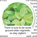  ??  ?? There is sure to be some ground elder regrowth, so stay vigilant