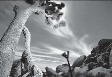  ?? Rick Loomis Los Angeles Times ?? JOSHUA TREES are native to the American Southwest and grow wild only here in the Mojave Desert and other parts of the Southwest. They are not actually trees at all but a member of the agave family.