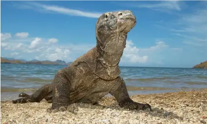  ?? Photograph: Joe McDonald/Getty Images ?? Indonesia is home to about 3,300 Komodo dragons, which can grow up to 3 metres (10ft) in length.