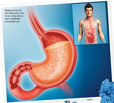  ??  ?? Magsyra har ett phvärde på 2 och är en viktig del av vårt medfödda immunförsv­ar.