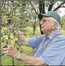  ?? BRANT SANDERLIN / BSANDERLIN@AJC.COM ?? Jim Lawson picks an apple from a tree he planted about 30 years ago.