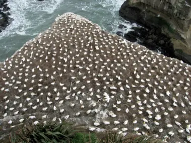  ??  ?? Below: Thousands of birds cover the cliff.