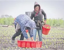  ??  ?? En el primer trimestre del año el sector del campo creció en 7%, situación considerad­a alentadora, según el gobernador Francisco Domínguez Servién.