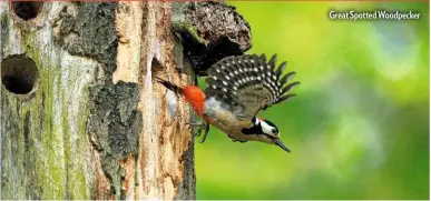  ??  ?? Great Spotted Woodpecker