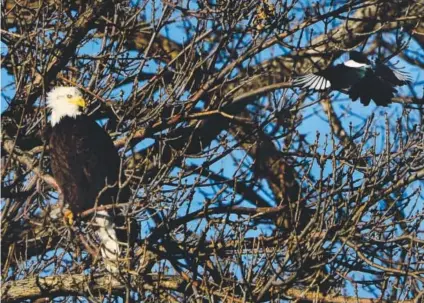  ?? Joe Amon, The Denver Post ?? A bald eagle keeps a watchful eye on a brave magpie at Denver’s City Park on Wednesday. The nationwide bald eagle population – once threatened by the DDT pesticide – has grown to an estimated 143,000.