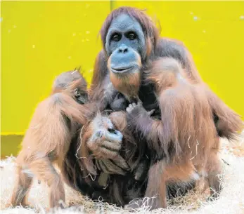  ?? FOTO: MARC MÜLLER/DPA ?? Auch der Tierpark Hellabrunn mit seinen Orang-Utans steht Besuchern wieder offen.