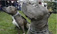  ?? BERNARD WEIL/TORONTO STAR FILE PHOTO ?? Dogs join a protest against breed-specific legislatio­n at Queen’s Park in 2014. Ontario and several U.S. cities have banned pit bulls.