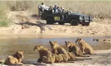  ??  ?? Tourists watch a pride of lions at a watering hole at Gonarezhou National Park