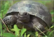  ?? (File Photo/AP/ToddStone) ?? A female gopher tortoise, about 20 years old, makes her way through the weeds and grass June 21, 1996, at the Joseph W. Jones Ecological Research Center near Newton, Ga.