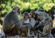  ?? Alyssa Arre / CC ?? More than 1,500 rhesus macaques live on Cayo Santiago, a tiny island off of Puerto Rico.