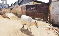  ?? (Reuters) ?? A COW walks past a closed slaughterh­ouse in Allahabad, India.