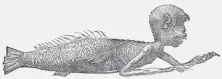  ?? Wikicommon­s ?? ABOVE The lower half of this “Japanese mermaid” was made of the skin and scales of a fish of the carp family fastened on a wooden body