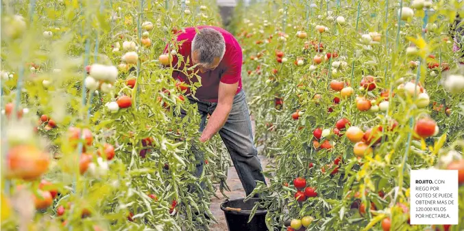  ??  ?? ROJITO. CON RIEGO POR GOTEO SE PUEDE OBTENER MAS DE 120.000 KILOS POR HECTAREA.