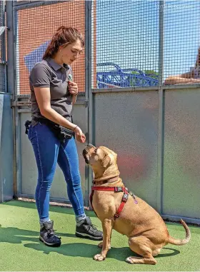  ?? YVETTE ROBERTSHAW ?? A member of staff with Georgie the dog at at Bristol Animal Rescue Centre in 2019