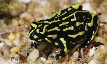  ??  ?? Researcher­s apply a sex hormone to the skin of the northern corroboree frog to stimulate desire. Photograph: Zoos Victoria