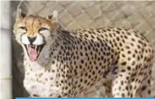  ?? — AFP ?? TEHRAN: A female Asiatic Cheetah named ‘Dalbar’ snarls in an enclosure at the Pardisan Park in Tehran.