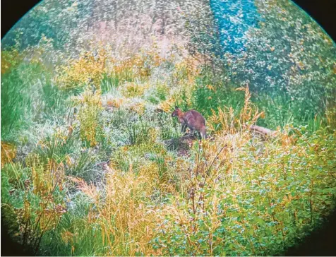  ?? Foto: Patrick Ulrich ?? Im Staatswald zwischen Scherstett­en und Schwabegg entdeckte Jäger Patrick Ulrich ein Känguru.