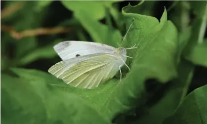  ?? Photograph: Alamy ?? Female adult cabbage moths tend to lay their eggs on the underside of leaves. Inspecting each leaf and rubbing or flicking eggs and larvae off is a manageable fix.