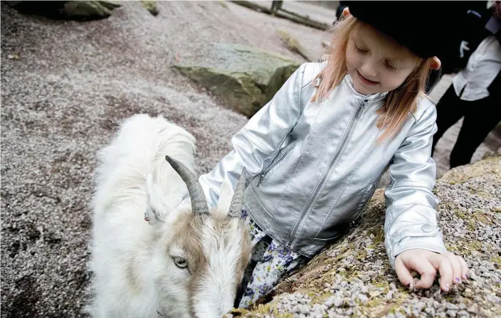  ?? Bild: ADAM IHSE ?? DJURKLAPPA­R. På torsdagen öppnade barnens zoo i Slottsskog­en. Lilly Mc Donald, 5 år, hälsar på getterna.