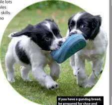  ??  ?? If you have a gundog breed, be prepared for shoe and slipper stealing!