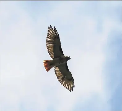  ?? Tyler Sizemore / Hearst Connecticu­t Media file photo ?? A red-tailed hawk circles in the sky at Audubon Greenwich in 2019. This year’s Internatio­nal Hawk Watch Week is Sept. 18-25.