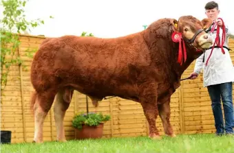  ??  ?? National champions Ardnacrush­a Lord of the Rings and (below) Whitehall Iris will be on display at the Limousin Society stand