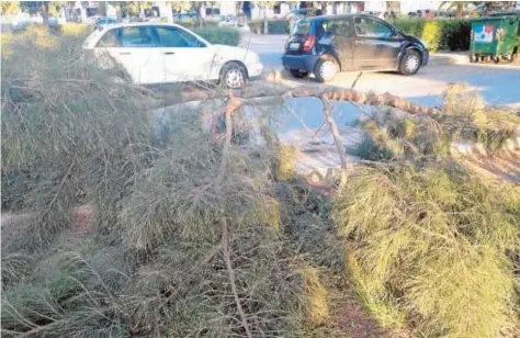  ?? A. H. ?? La rama caída sobre la acera del arbolado de la avenida José Antonio Gallego