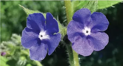  ?? Sean Wood ?? ●●Green alkanet