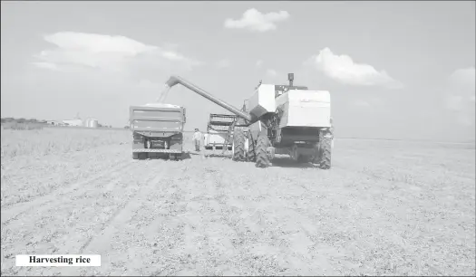  ?? ?? Harvesting rice