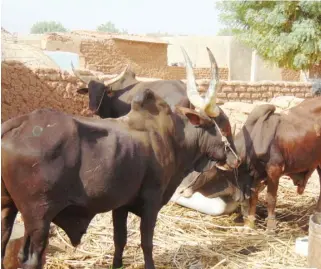  ??  ?? In eight weeks, a bull is fattened and can be sold for a handsome sum.