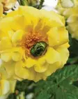  ??  ?? Ein Rosenkäfer macht es sich im Garten von Albert Reile aus Günzburg in einer Rose bequem.