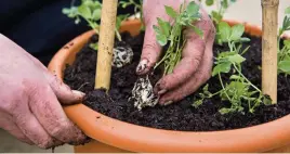  ?? ?? Make a support of canes for sweet peas to cling on to as they grow