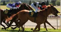  ?? Photo: SOUTHPICS ?? In form: Southland stayer Our Bee Jay (No 8) posted a win and a second at the New Zealand Cup meeting.