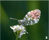  ??  ?? 2 Orange Tip by Vaughan Williams Nicely captured and classicall­y composed, this study of a butterfly is impressive­ly detailed. 2