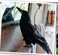  ??  ?? Preening: He looks at himself in the mirror