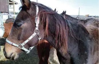  ??  ?? Eight horses and five ponies are in various stages of neglect, say animal welfare officials in Durham Region.