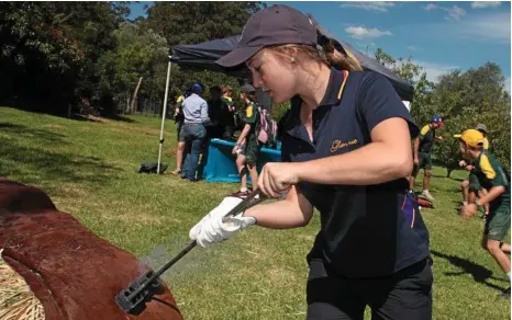  ?? PHOTO: MEGAN MASTERS ?? HARD AT WORK: Glennie girl Nina Fawckner tries her hand at branding cow hide at Moo Baa Munch, AgForce's student careers event, held at Downlands.