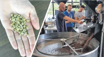  ?? FOTO: LENA MÜSSIGMANN/ANDREAS BEHR ?? André Kirberg bei der Deutschen Meistersch­aft der Kaffeeröst­er bei der Arbeit (rechts). Vor dem Röstprozes­s sind die Bohnen grünlich (links).