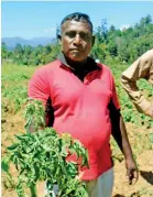  ?? ?? Farmer Amith Karunaratn­e: Low-Qaulity products due to substandar­d seeds
