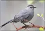  ?? Contribute­d photo ?? A gray catbird perches on a thorny branch during a summer day in New England.