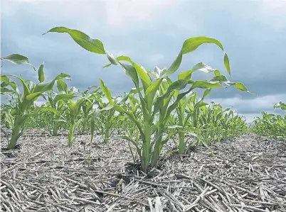  ??  ?? ¡Aguante el maíz!. Sin retencione­s, cambió el escenario para el cultivo. Para algunos, la superficie podría crecer hasta 40%.