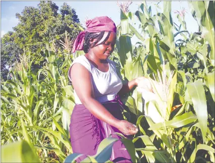  ??  ?? Peri-urban farmer Abigail Dzenga of Tynwald, Harare, applies Ammonium Nitrate fertiliser after days of heavy rains. — (Picture by Munyaradzi Chamalimba)