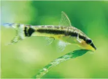  ??  ?? BELOW:
Otocinclus catfish.