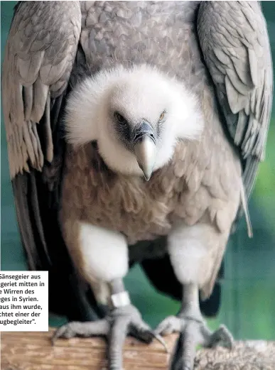  ??  ?? Ein Gänsegeier aus Israel geriet mitten in die Wirren des Krieges in Syrien. Was aus ihm wurde, berichtet einer der „Flugbeglei­ter“.