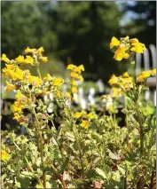  ??  ?? Pictured is Erythranth­e (Mimulus) guttate, the seep monkey flower.